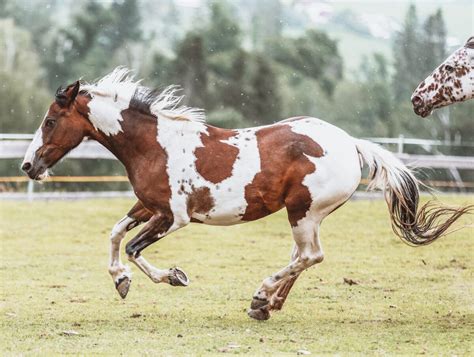 white horses  brown spots  info learninghorsescom