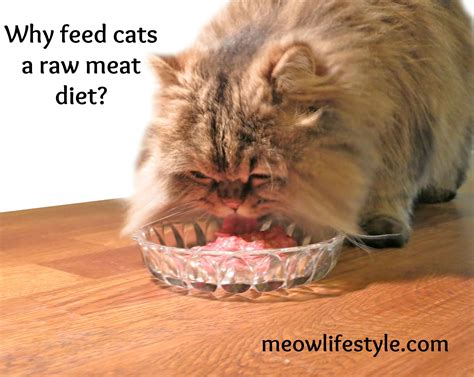 why is cat not eating at home 8