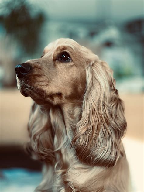 Définition de cocker spaniel | Dictionnaire français
