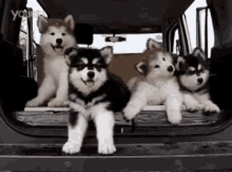 Confused Cute GIF - Confused Cute Animals - Discover & Share GIFs