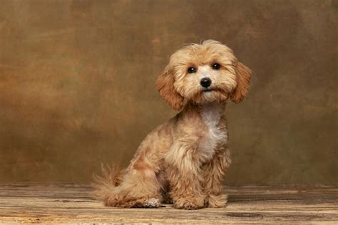 14 Pretty & Impressive Maltipoo Haircuts (With Pictures) | Hepper