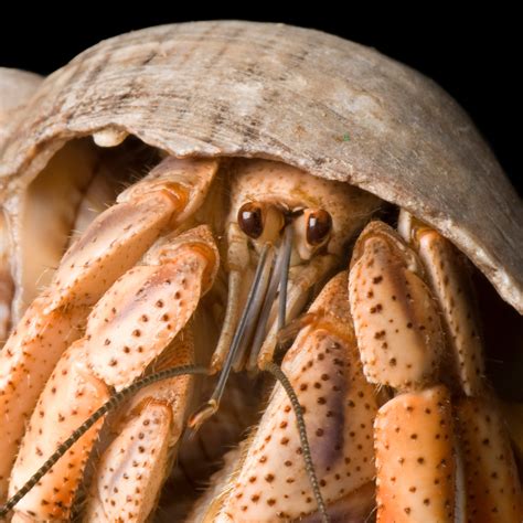 Cute Hermit Crab Shells
