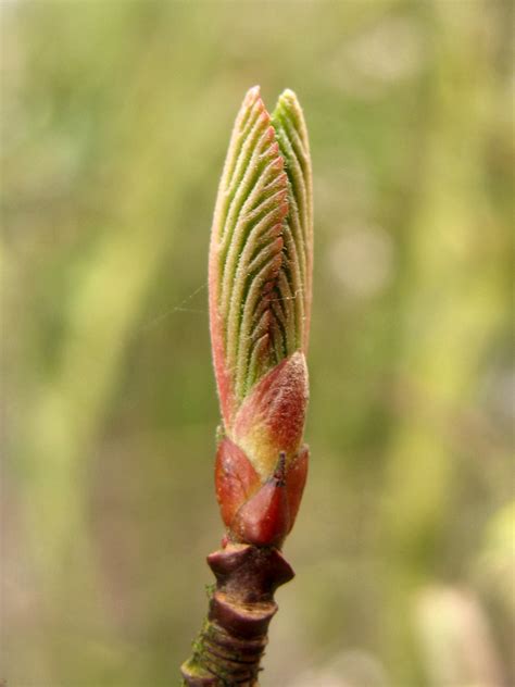 Viburnum farreri - Изображение особи - Плантариум