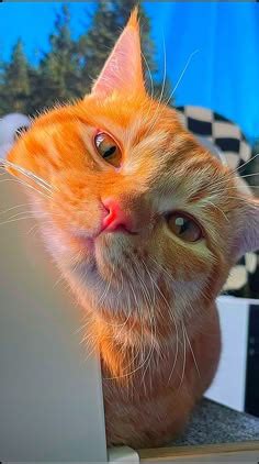 16 Kuromi ideas | pretty cats, cute cats, cat aesthetic