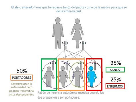 herencia recesiva - Genotipia