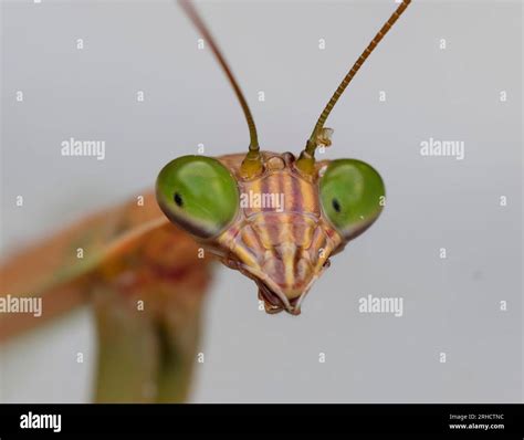 praying mantis head close  macro shot showing  face stock photo
