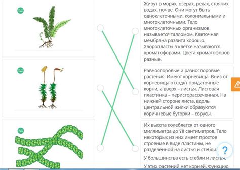 Опиши морфологические особенности растений в таблице. Для этого ...