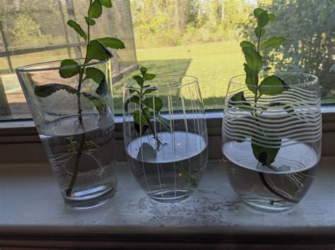 Had some 2-week old grocery store mint...looks like I'll now have three