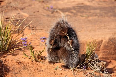 Are There Porcupines In Washington State 1