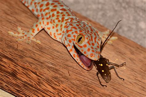 Геккон токи, Gekko gecko, Tokay gecko | Thailand, Myanmar | Oleg ...