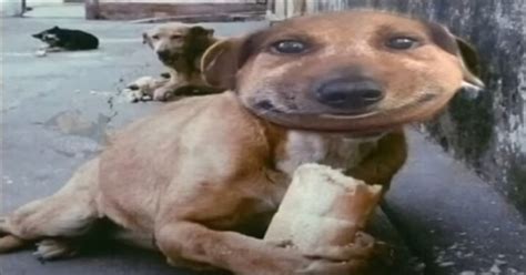 собака такса - Создать мем - Meme-arsenal.com
