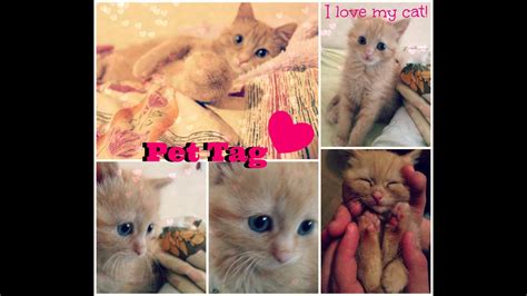 Запознайте се с моя домашен любимец - Pet Tag - YouTube
