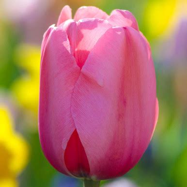 Tulip Darwin Hybrid Pink Impression - 20 bulbs - Longfield Gardens