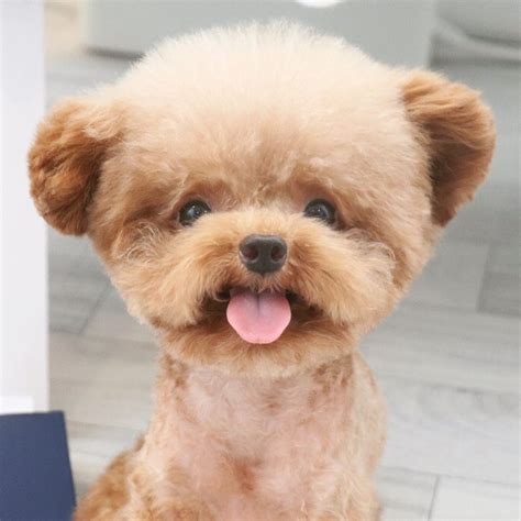 Teddy Bear SHU familly on Instagram: “. 보고싶은 슈😂 언니는 매일같이 11시 퇴근😭 요즘 집에서 ...
