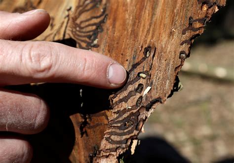 Climate change to blame as bark beetles ravage central Europe's forests
