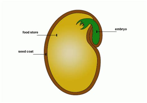 seed germination diagram  kids