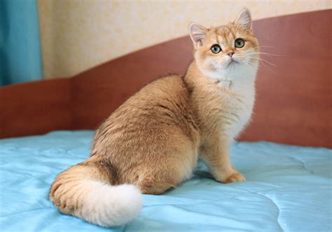 Золотая шотландская шиншилла: описание породы, характер, здоровье