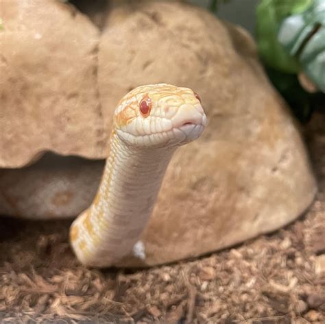 Albino Corn Not Eating : r/cornsnakes