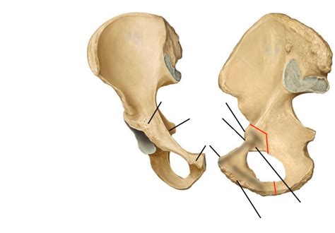 pubis diagram quizlet