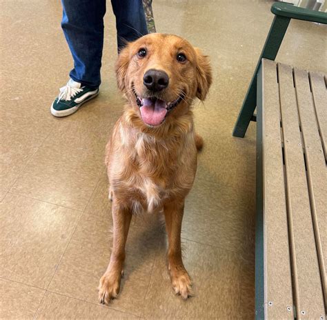 FIND - Richland, PA ~ 7/23/25 ~ FOUND DOG Tan female Found on Main