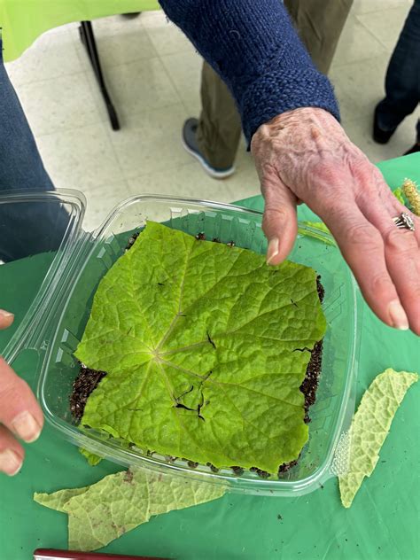 Propagation Workshop – The Stamford Garden Club