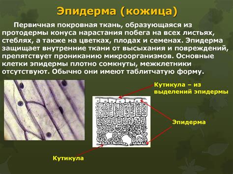 Растительные ткани - презентация онлайн