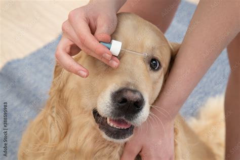 6 Pain-Free Steps To Soothe Your Furry Friend