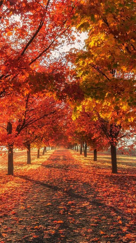 fall wallpaper ixpap