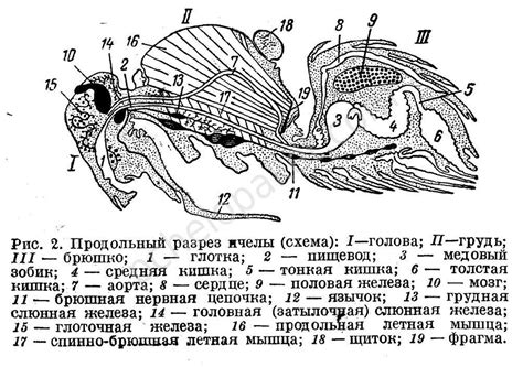 Анатомия пчелы Справочная информация о пчелах, статьи