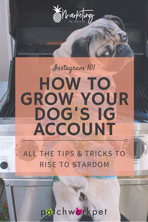 how to grow dog instagram account
