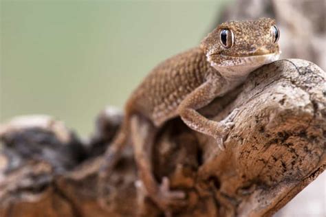 What Did Amphibians Evolve From? - Worldwide Nature