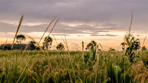 Grass Fields landscape in Argentina image - Free stock photo - Public ...