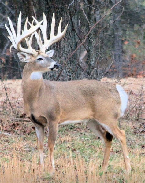 Biggest Whitetail Buck