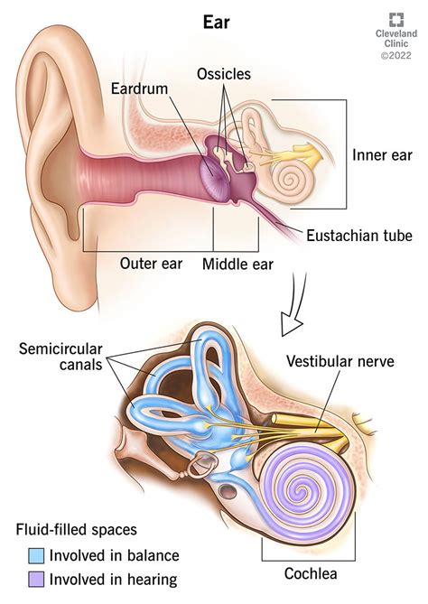 Ear - Biology Simple