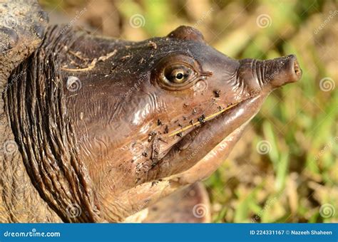 pig nose turtle stock photography cartoondealercom
