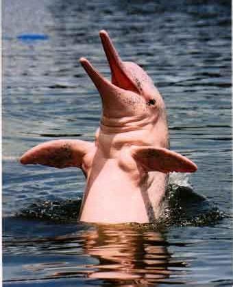 Delfin rosado del Amazonas - Mascotas - Taringa!