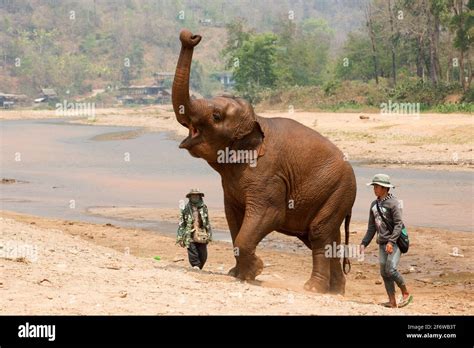 Asian or asiatic elephant (Elephas maximus) bathing in a river. Chiang Mai, Thailand Stock Photo ...