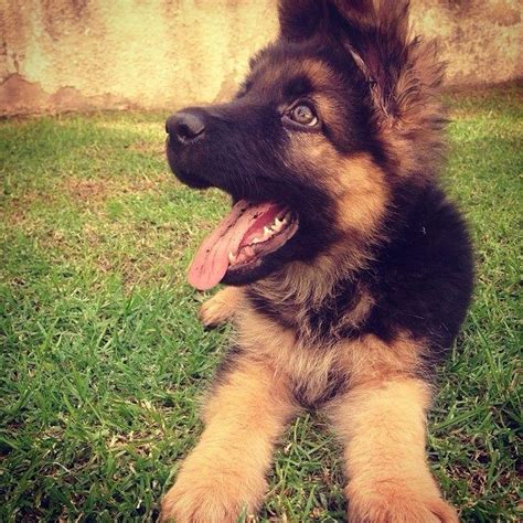 German Shepherd Puppies Long Hair - Pets Lovers