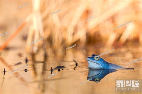 Rana arvalis, Stock Photo, Picture And Rights Managed Image. Pic. ZON ...