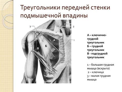 Подмышечная ямка: строение, топографическая анатомия, чем образованы стенки