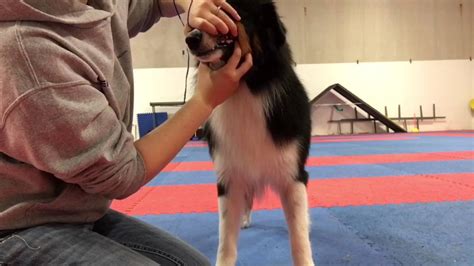 australian shepherd conformation   youtube