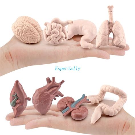 esp human body model static anatomy organs  human body organ models