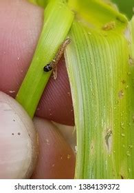 46 Corn stem borer Images, Stock Photos & Vectors | Shutterstock