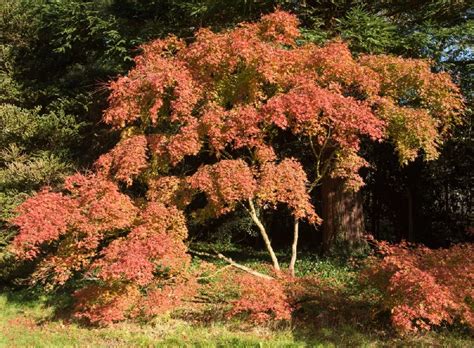 Aureum Japanese Maple Tree for Sale - Buying & Growing Guide - Trees.com