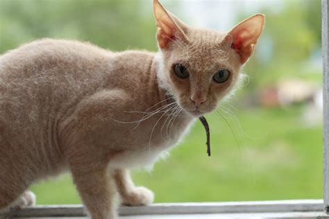 Сфинкс кошка с шерстью - картинки и фото koshka.top