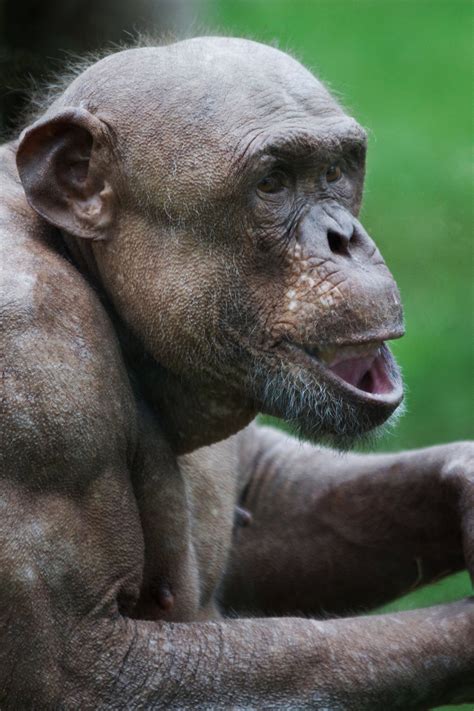 Monkeys, Dogs, and Other Naturally Naked Animals | National Geographic