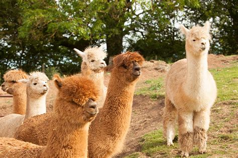 current package information alpaca alpaca