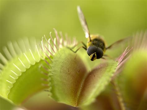 Venus Flytrap Facts (Dionaea muscipula)