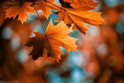 fall  ways  change   season   spot