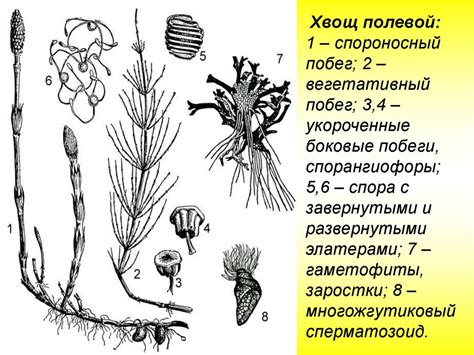 Плауновидные, хвощевидные, папоротниковидные растения - презентация онлайн